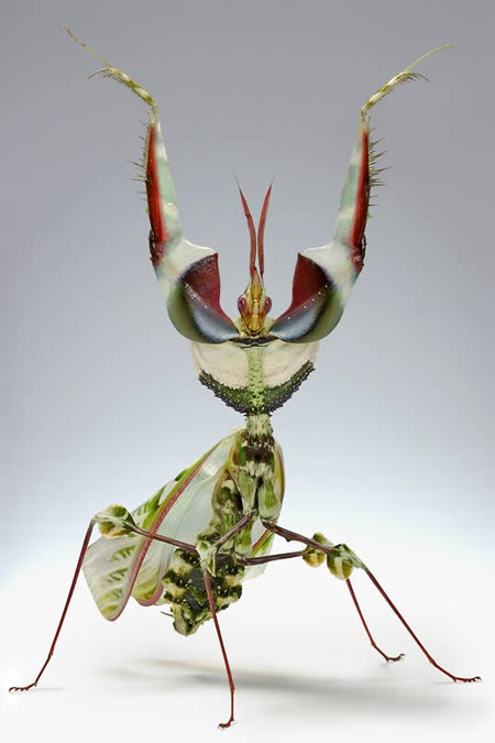 mantid