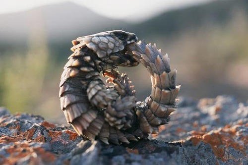Armadillo-Girdled Lizard03