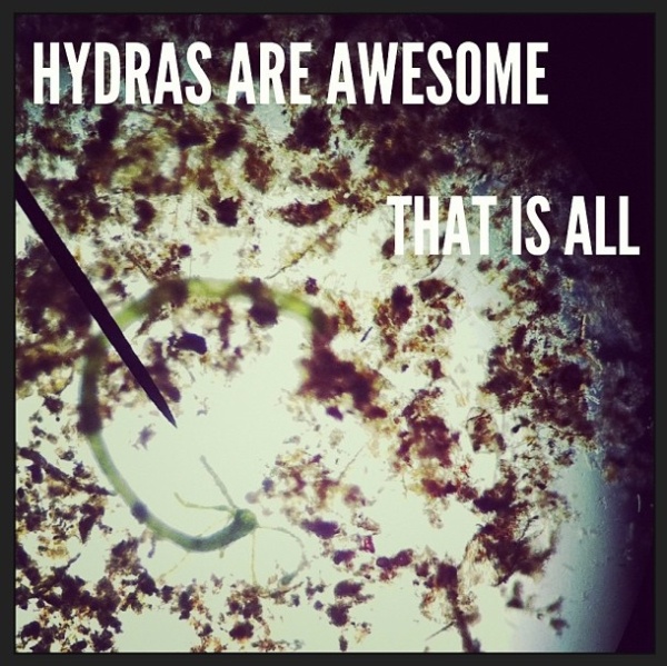 hydrasareawesome