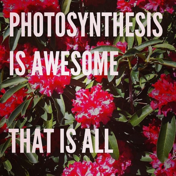 photosynthesisisawesome01