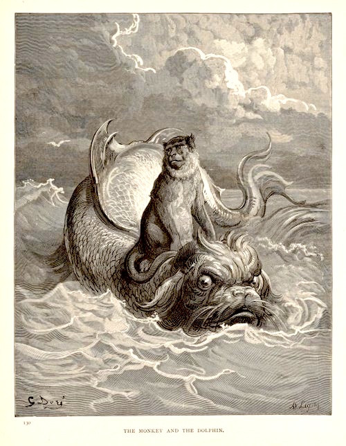 monkeyandthedolphin