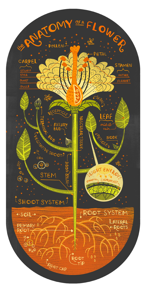 flower antomy by rachel ignotofsky