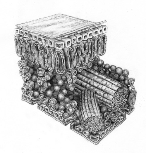 leaf structure better