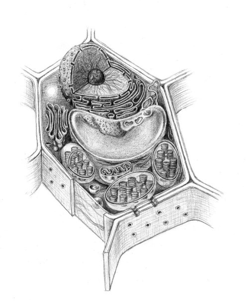 plant cell tweaked 600