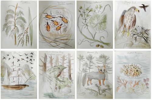 gollybarbwipdarwindeck