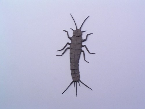 silverfish
