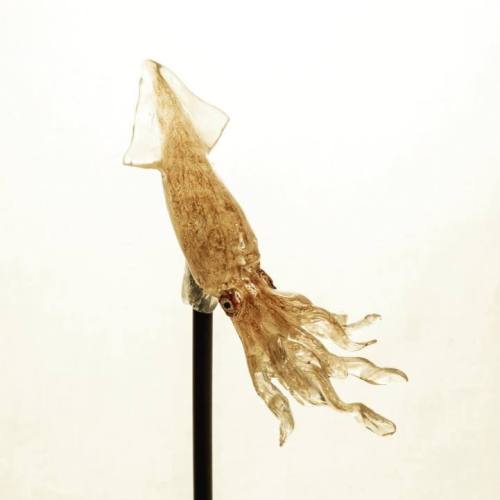 12331864_845348692250288_532362785_n