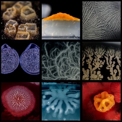 schimileskimicrobephoto