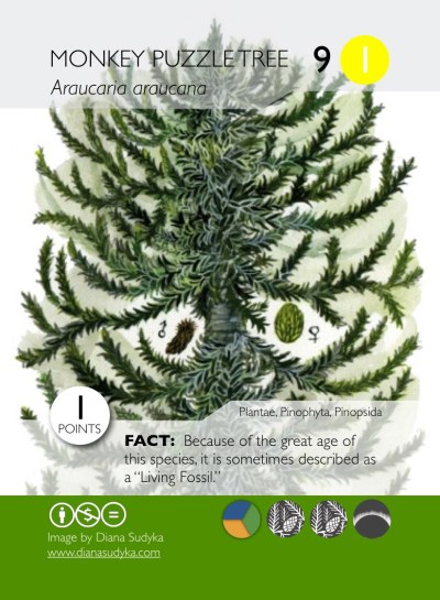 phylodarwinnoborders-002