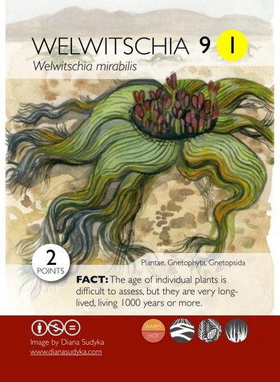 phylodarwinnoborders-003