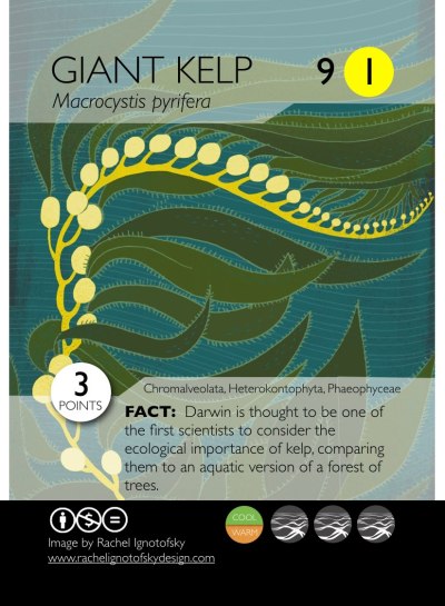 phylodarwinnoborders-015